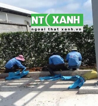 Giới Thiệu Dịch Vụ Trồng Cây Cảnh Tại Thủ Dầu Một Bình Dương