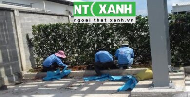 Giới Thiệu Dịch Vụ Trồng Cây Cảnh Tại Thủ Dầu Một Bình Dương