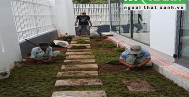 Dịch Vụ Trồng Cỏ Sân Vườn Tại Quận 3 TP.HCM