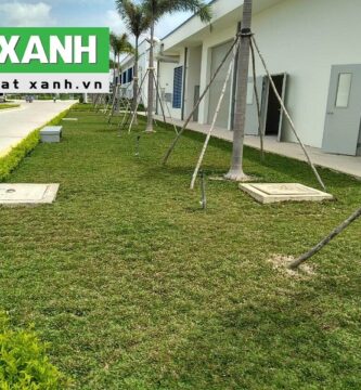 Giới Thiệu Dịch Vụ Trồng Cỏ Sân Vườn Tại Thủ Dầu Một Bình Dương