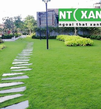 Giới Thiệu Dịch Vụ Trồng Cỏ Tại Thuận An Bình Dương