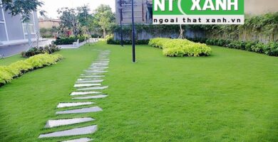 Giới Thiệu Dịch Vụ Trồng Cỏ Tại Thuận An Bình Dương