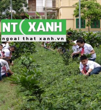 Chăm Sóc Cây Xanh Tại Đơn Dương Lâm Đồng