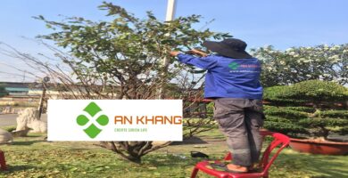 Dịch Vụ Chăm Sóc Cây Xanh Tại KCN Thủ Dầu Một Bình Dương