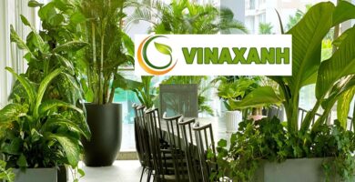 Cho Thuê Cây Cảnh Văn Phòng Quận 8 TPHCM