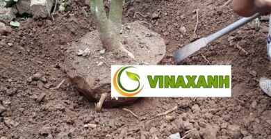 Dịch Vụ Bứng Cây Tại TP.HCM