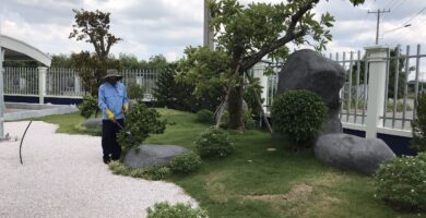 Giới Thiệu Dịch Vụ Cắt Tỉa Cây Xanh Tại Bến Lức Long An