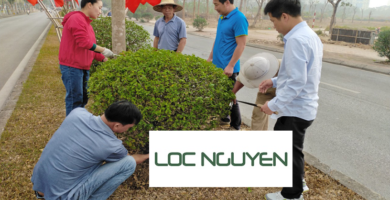 Dịch Vụ Cây Xanh Châu Thành Long An
