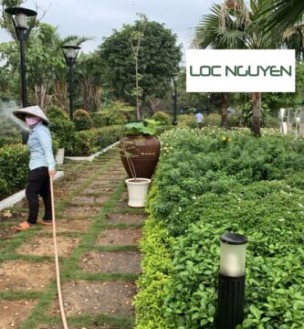 Giới Thiệu Dịch Vụ Cây Xanh Tại Bến Lức Long An