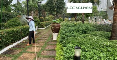 Giới Thiệu Dịch Vụ Cây Xanh Tại Bến Lức Long An