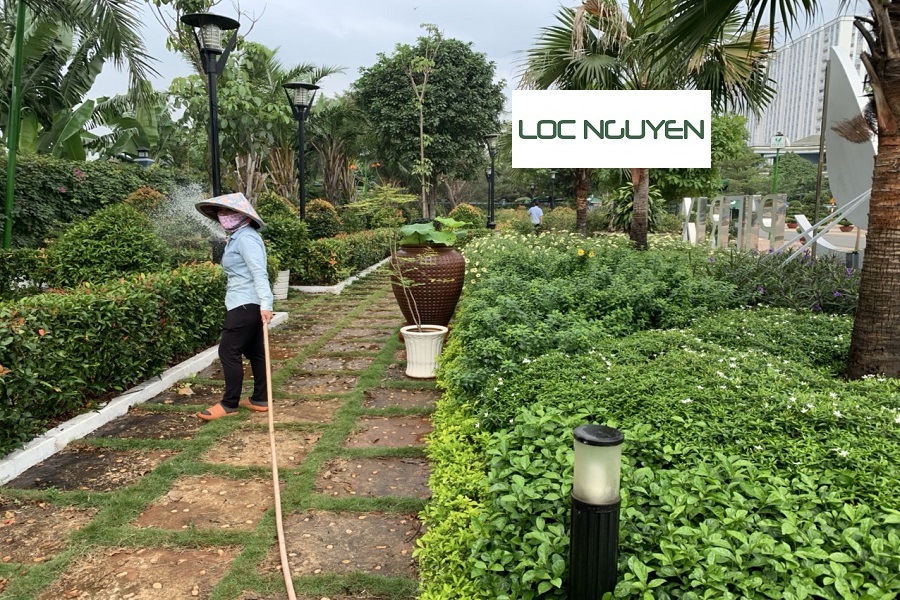 Giới Thiệu Dịch Vụ Cây Xanh Tại Bến Lức Long An