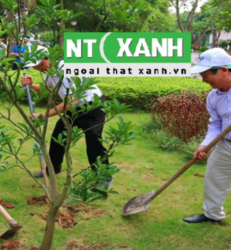 Dịch Vụ Trồng Cây Xanh Tại Bình Dương
