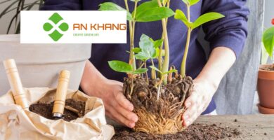 Giới Thiệu Dịch Vụ Trồng Cây Xanh Tại Dĩ An Bình Dương