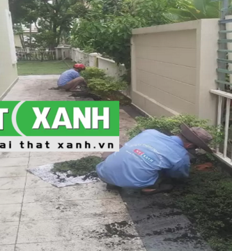 Dịch Vụ Trồng Cây Xanh Tại Long An
