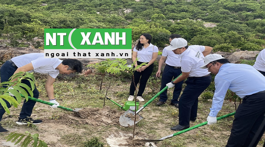 Giới Thiệu Dịch Vụ Trồng Cây Xanh Tại Tây Ninh