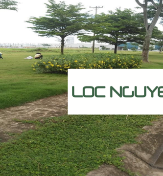 Dịch Vụ Trồng Cỏ Cho KCN Châu Thành Long An