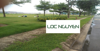 Dịch Vụ Trồng Cỏ Cho KCN Châu Thành Long An