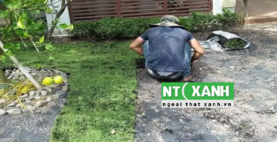 Dịch Vụ Trồng Cỏ Sân Vườn Tại Tân Phú TP.HCM