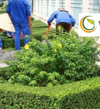Chăm sóc cây xanh tại TP.HCM