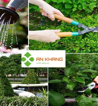 Dịch Vụ Cắt Tỉa Cây Xanh Ở Bình Dương