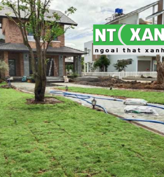 Giới Thiệu Dịch Vụ Trồng Cỏ Sân Vườn Tại Củ Chi TPHCM