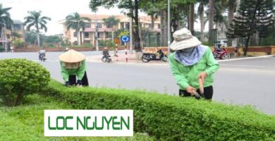 Giới Thiệu Dịch vụ Cắt Tỉa Cây Xanh Tại Long An