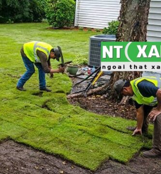 Dịch vụ trồng cỏ sân vườn ở Bến Cát Bình Dương