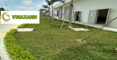 Dịch vụ trồng cỏ tại Tân Bình TP.HCM