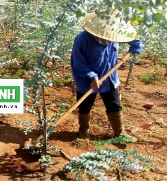 Chăm Sóc Cây Xanh Tại Đơn Dương Lâm Đồng