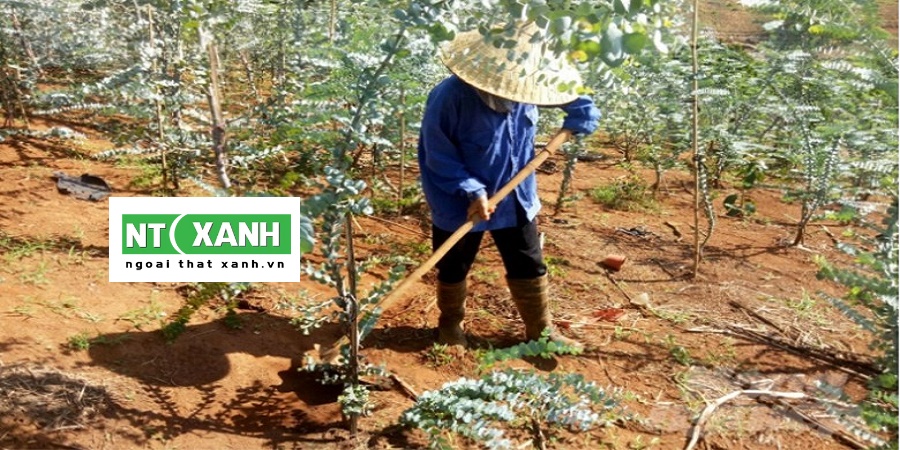 Chăm Sóc Cây Xanh Tại Đơn Dương Lâm Đồng