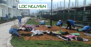 Công Ty Chăm Sóc Cây Xanh Tại Cần Giuộc Long An