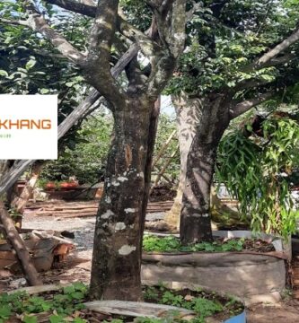 Dịch Vụ Trồng Cây Xanh Bình Dương