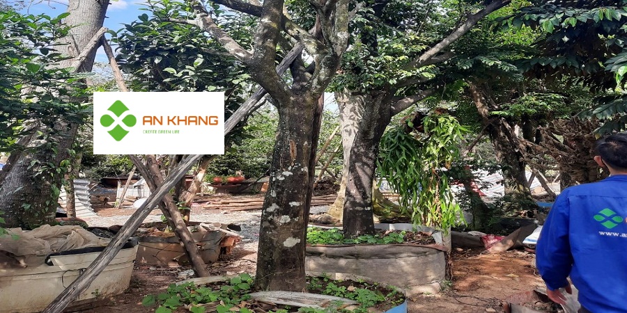 Dịch Vụ Trồng Cây Xanh Bình Dương