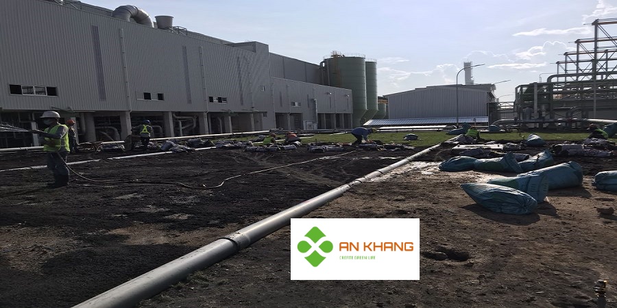 Dịch Vụ Trồng Cỏ KCN Bình Dương