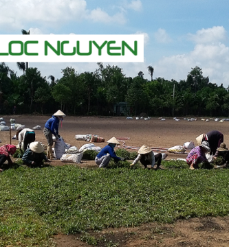 Dịch Vụ Trồng Cỏ Tại Long An