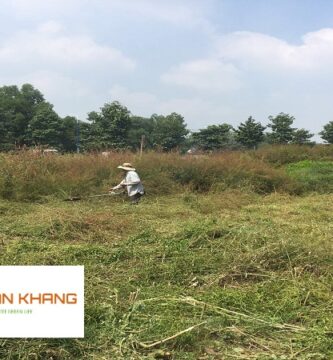 Dịch vụ phát cỏ hoang tại Bình Dương
