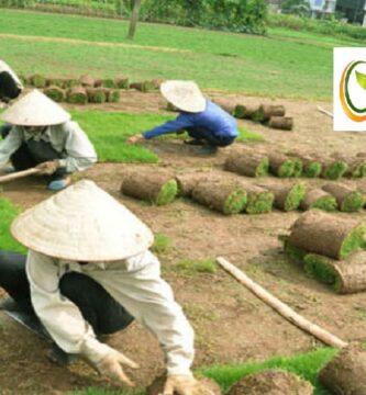 Dịch vụ trồng cỏ Thủ Dầu Một Bình Dương