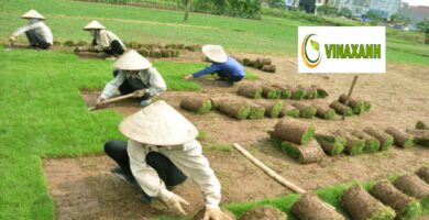 Dịch vụ trồng cỏ Thủ Dầu Một Bình Dương