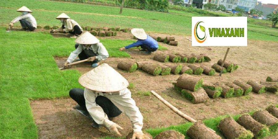 Dịch vụ trồng cỏ Thủ Dầu Một Bình Dương