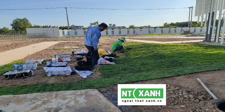 Dịch vụ trồng cỏ sân vườn tại TP.HCM