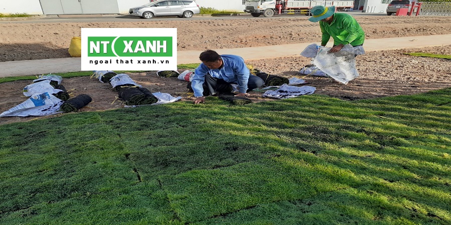 Dịch vụ trồng cỏ tại Tây Ninh