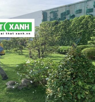 Dịch Vụ Chăm Sóc Cây Xanh Tại Đơn Dương Lâm Đồng