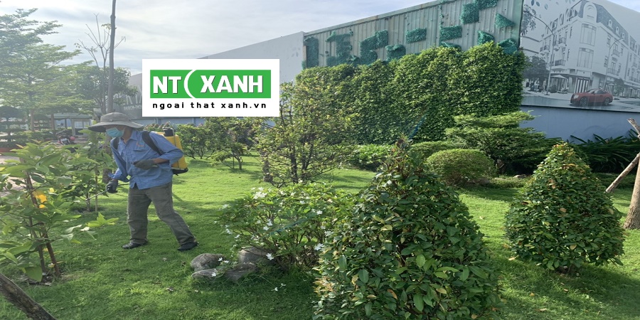Dịch Vụ Chăm Sóc Cây Xanh Tại Đơn Dương Lâm Đồng