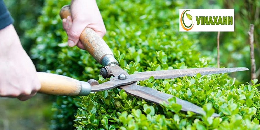 Chăm sóc Cảnh Quan tại Quận 2 TP.HCM