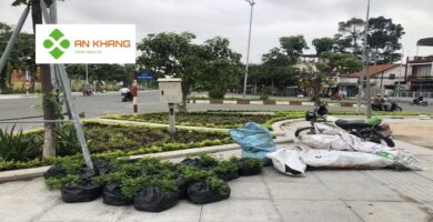 Chăm sóc cây xanh tại KCN Bàu Bàng