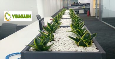 Cho Thuê Cây Cảnh Văn Phòng Tại Quận 1 TPHCM