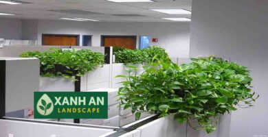 Cho Thuê Cây Xanh Nội Thất Bến Cát