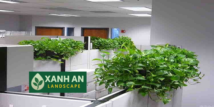 Cho Thuê Cây Xanh Nội Thất Bến Cát