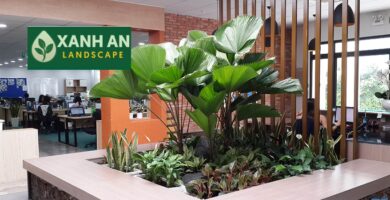 Cho Thuê Cây Xanh Nội Thất Thuận An