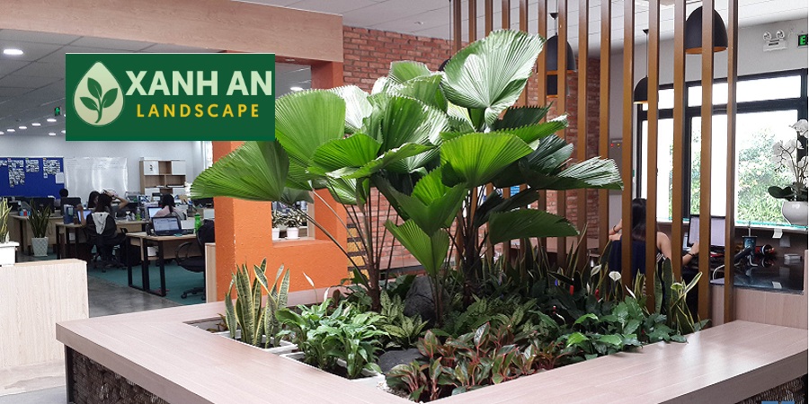 Cho Thuê Cây Xanh Nội Thất Thuận An